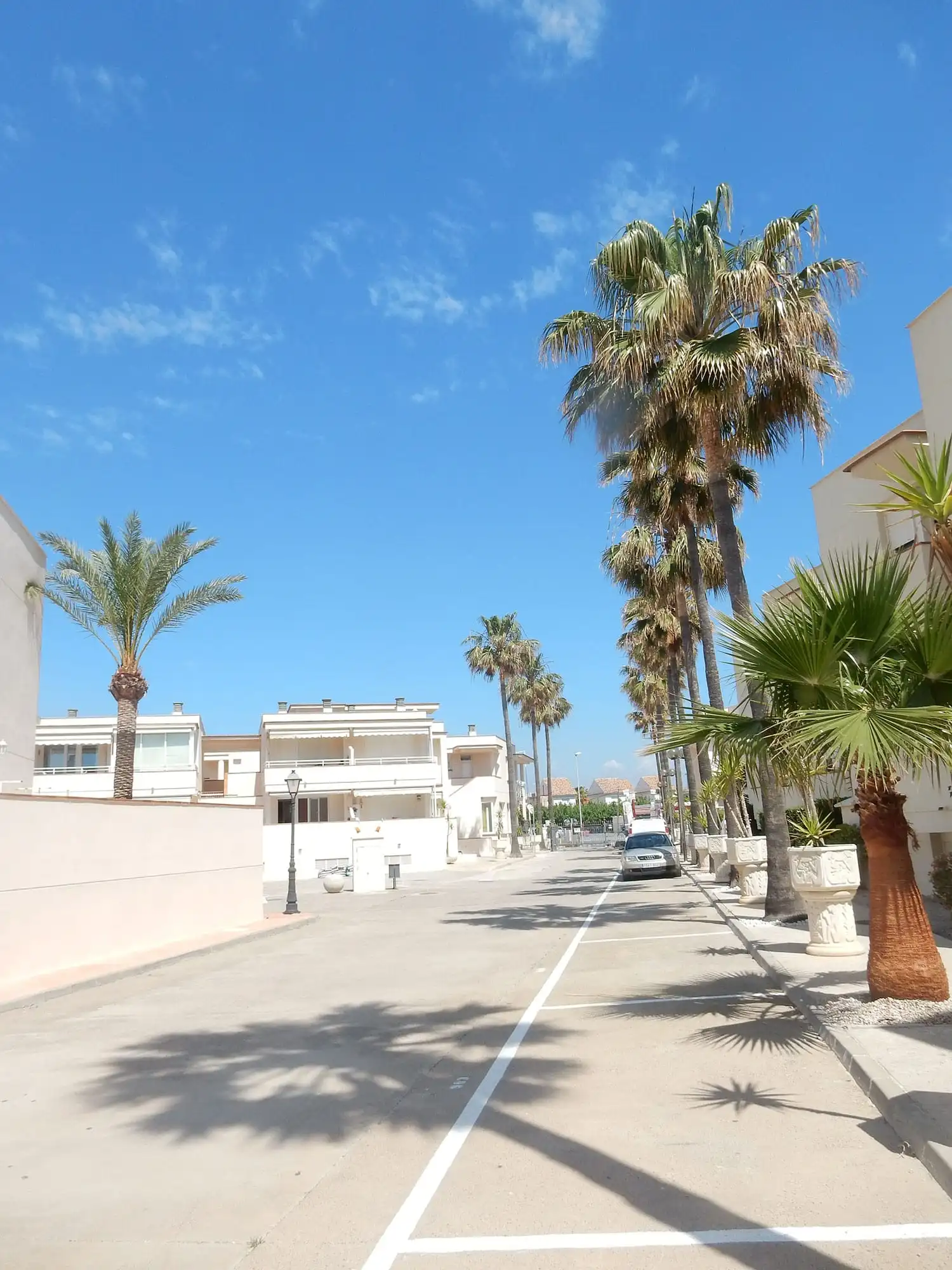 L'avenue bordée de palmiers devant la résidence